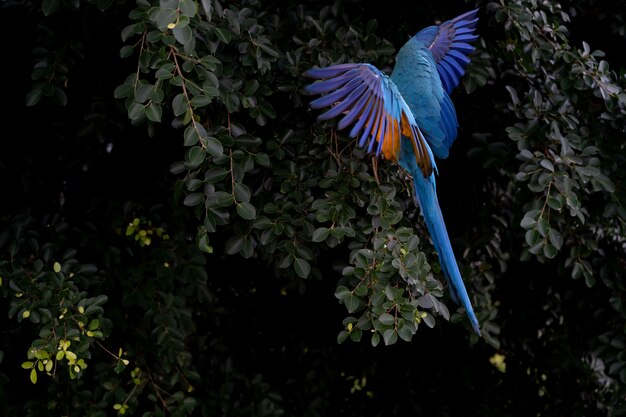 África guacamayo en el árbol