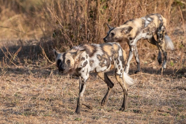 África Parque Nacional Luangwa del Sur de Zambia Lobos pintados africanos también conocidos como perros pintados o perros salvajes africanos