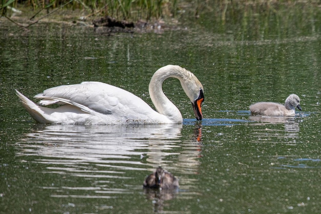 Friedliche Seeszene mit einem erwachsenen Schwan und seinem gleitenden Schwan, einem Symbol der elterlichen Hingabe