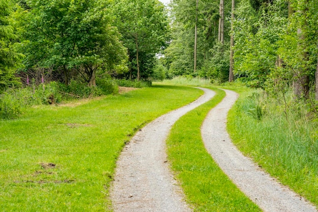 friedliche Waldlandschaft