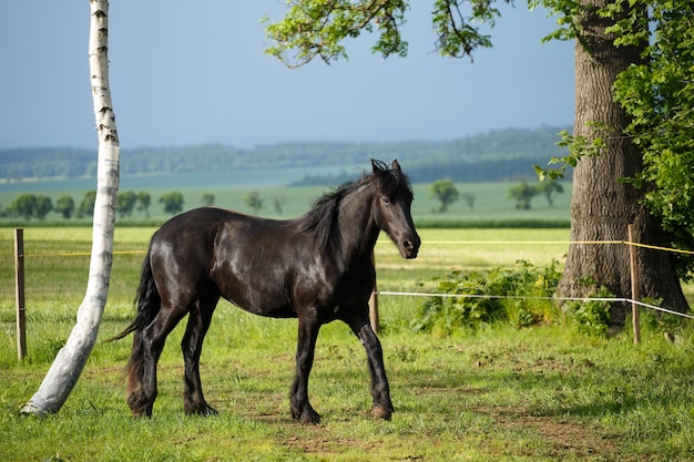 Friesisches Hengstfohlen auf der Wiese