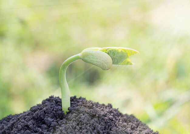 Frijoles germinados del fondo de la ecología natural del suelo