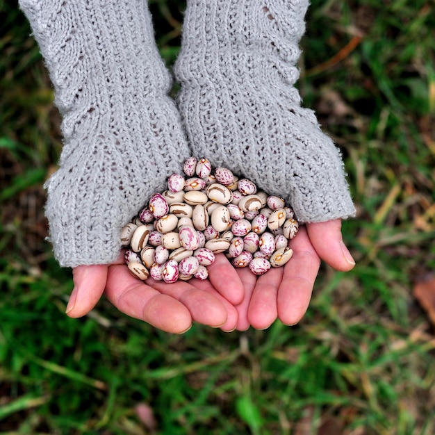 Frijoles en manos femeninas en forma de corazón.