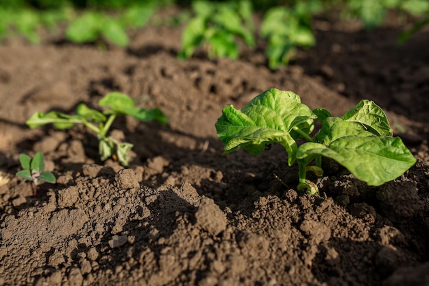 Frijoles plantados en plántulas Huerta agricultura negocio rural