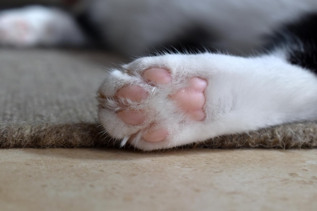 Frijoles de punta de gato de cerca en la alfombra