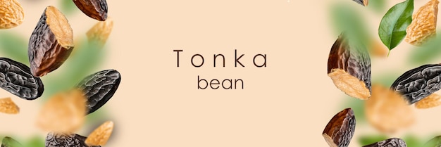 Los frijoles tonka y las hojas verdes flotan sobre un fondo beige Dipteryx odorata se conoce como frijoles tonka para el negocio de la pastelería, hornear, cocinar y aromatizar Texto moderno de pancarta de alimentos saludables