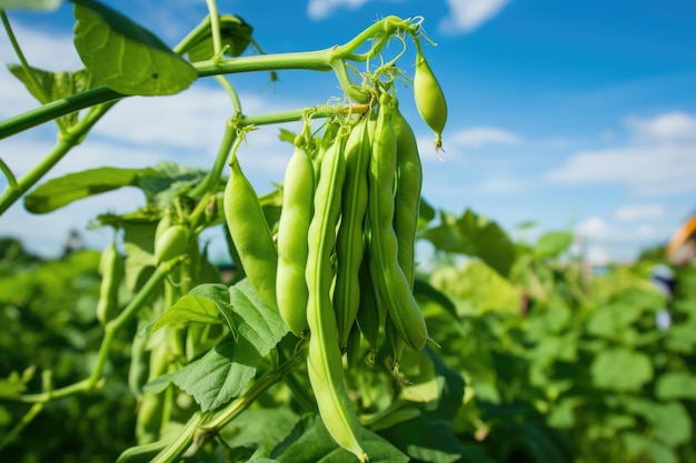 Frijoles verdes creciendo en un jardín en verano