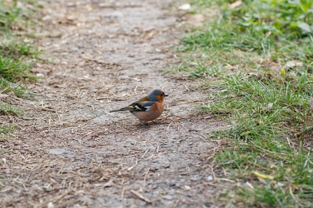 Foto fringilla coelebs en el camino en el parque pájaro en el parque