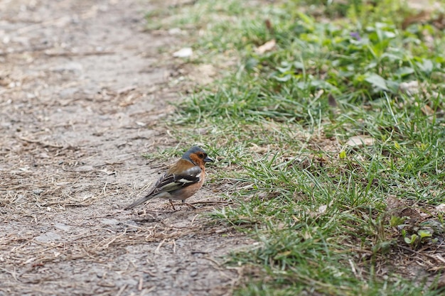 Foto fringilla coelebs en el camino en el parque pájaro en el parque