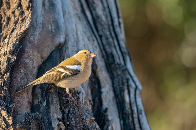 Fringilla coelebs Malaga España