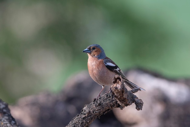 Fringilla coelebs Malaga, Espanha