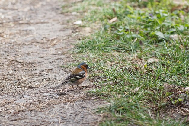 Foto fringilla coelebs no caminho no parque pássaro no parque