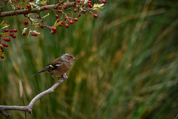 Fringilla coelebs o pinzón común es una especie de ave paseriforme de la familia Fringillidae