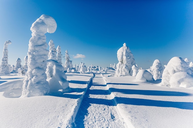Frío invierno con mucha nieve y cielo azul Abetos cubiertos de nieve en el fondo Hermoso paisaje nevado de invierno Finlandia Laponia