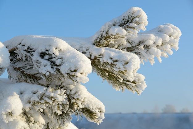 Frío invierno Árbol cubierto de nieve