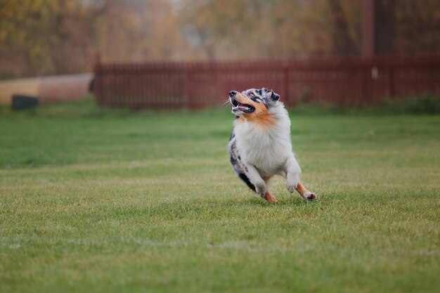 Frisbee de cachorro. Cachorro pegando disco voador no salto, animal de estimação brincando ao ar livre em um parque. Evento esportivo, achie