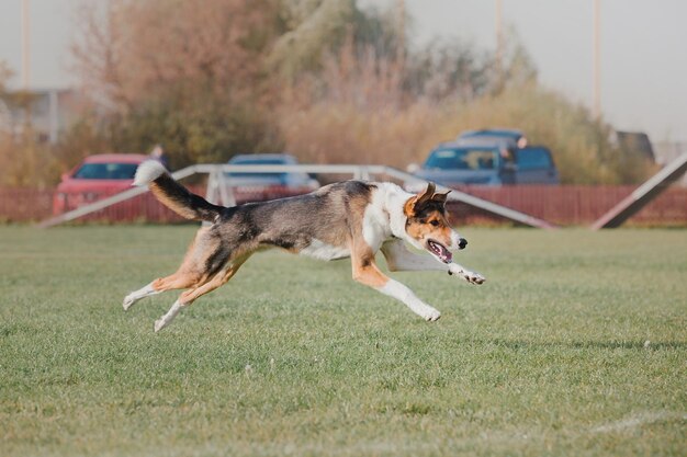 Frisbee de cachorro. Cachorro pegando disco voador no salto, animal de estimação brincando ao ar livre em um parque. Evento esportivo, achie