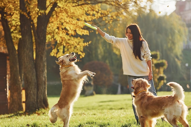 Frisbee spielen Frau geht mit zwei Golden Retriever Hunden im Park spazieren