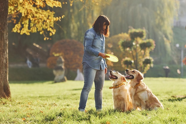 Frisbee spielen Frau geht mit zwei Golden Retriever Hunden im Park spazieren