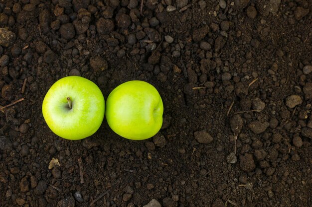 Frisch aus dem Boden geernterte Apfel Konzept der ökologischen Landwirtschaft mit Textraum, geeignet für Backg