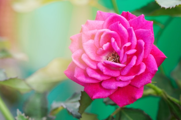 Frisch blühende rosa rose