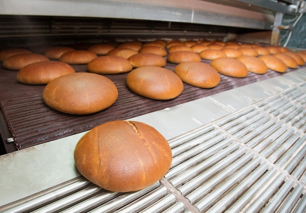 Frisch gebackene Brotlaibe auf der Produktionslinie