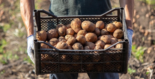 Frisch geerntete Bio-Kartoffelernte Bauer im Garten