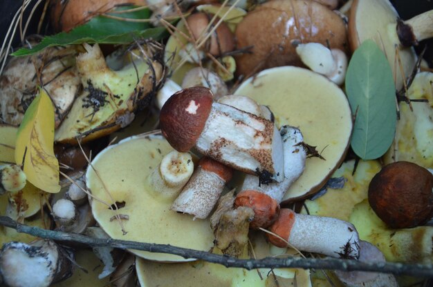 Foto frisch geerntete essbare pilze im wald