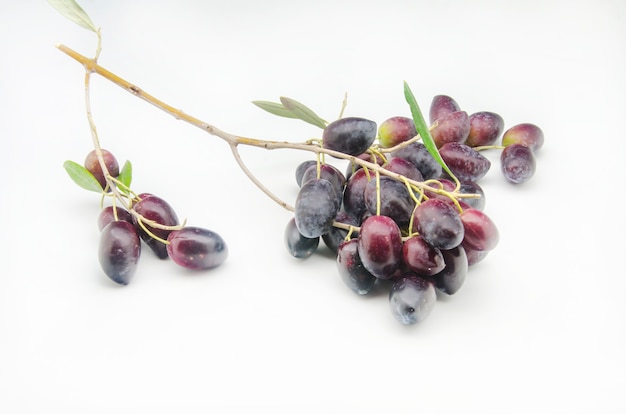 Foto frisch geerntete frische oliven auf weißem hintergrund