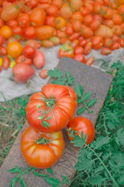 Frisch geerntete gelbe Tomaten