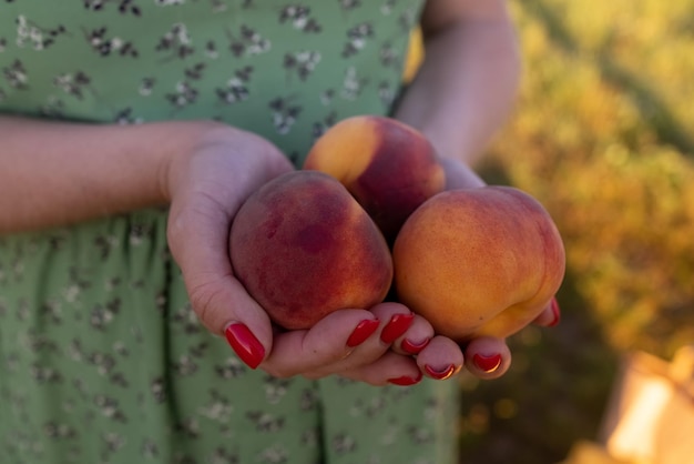 Frisch geerntete Pfirsichfrüchte in Bauernhänden im Garten. Gesundes veganes Bio-Essen. Gartenarbeit