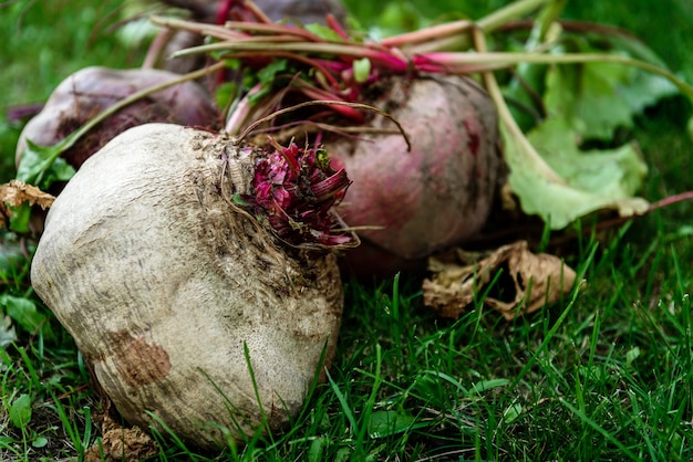 Frisch geerntete Rote Beete auf Gras