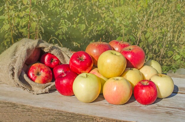 Frisch geerntete rustikale Obstgartenäpfel im Jutesack