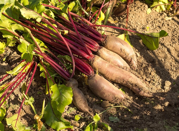 Frisch geerntete ungewaschene Bio-Rüben, die auf dem Boden liegen Ungewaschene Rüben