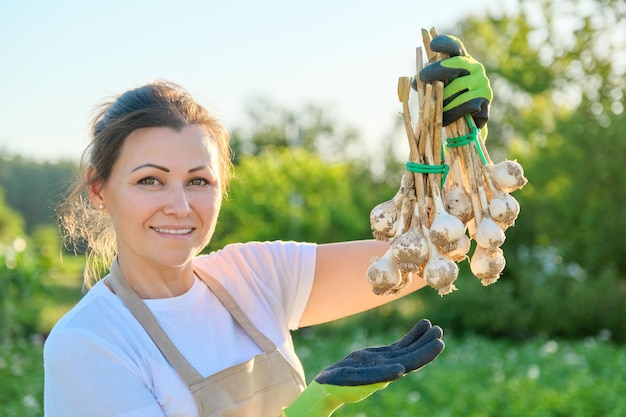 Frisch geernteter Knoblauch in den Händen der Gärtnerin