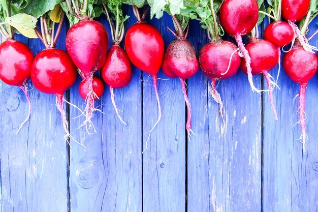 Foto frisch geerntetes rettich rot frisches gemüse ion blau alterter hölzerner hintergrund