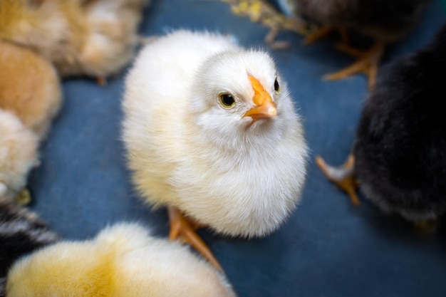 Frisch gegessenes weißes Huhn nach der Inkubationszeit Hühnerzucht Selektiver Fokus