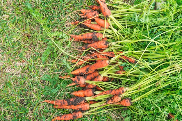Frisch gegrabene Karotten mit Schmutz und Spitzen liegen auf dem grünen Gras, Erntekonzept, Banner