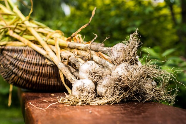 Frisch gegrabene Zwiebelknollen auf dem Holz. Gemüsegarten Landwirtschaft. Zwiebel im Korb gespeichert