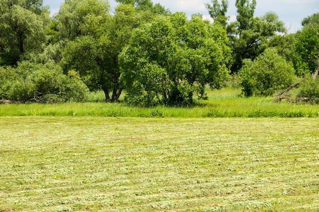 Frisch gemähte Wiese mit Heureihen Landwirtschaftliche Sommerlandschaft