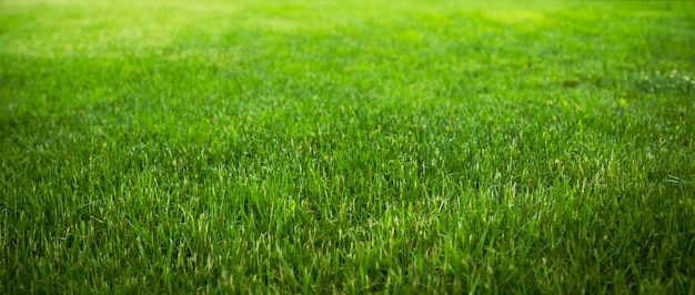 Frisch gemähter Rasen. Saftiges grünes Gras Nahaufnahme Banner.