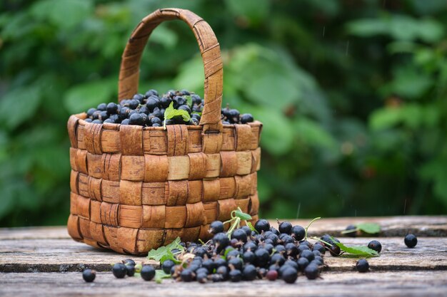 Frisch gepflückte Beeren der schwarzen Johannisbeere im Weidenkorb der Weinlese auf alten Holzbrettern