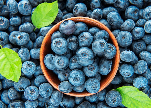 Frisch gepflückte Blaubeeren als natürlicher Lebensmittelhintergrund Konzept für eine gesunde Ernährung