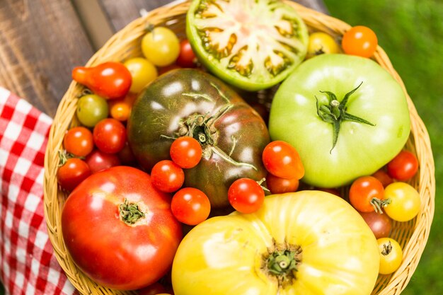 Frisch gepflückte Erbstücktomaten von der Hinterhoffarm.