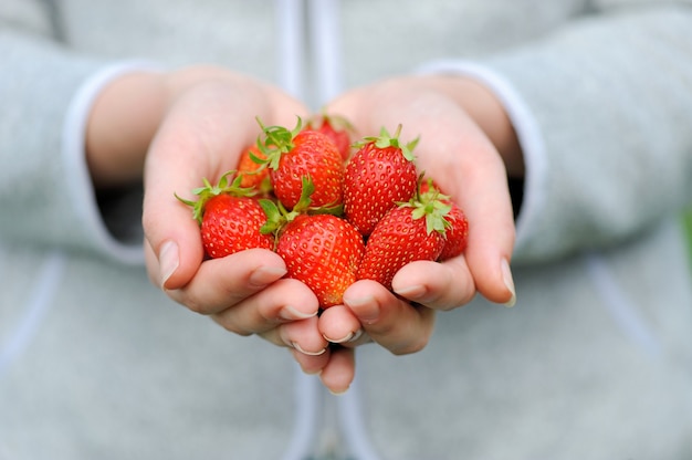 Frisch gepflückte Erdbeeren über Erdbeerpflanzen gehalten