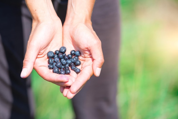 Frisch gepflückte frische Blaubeeren in der Hand