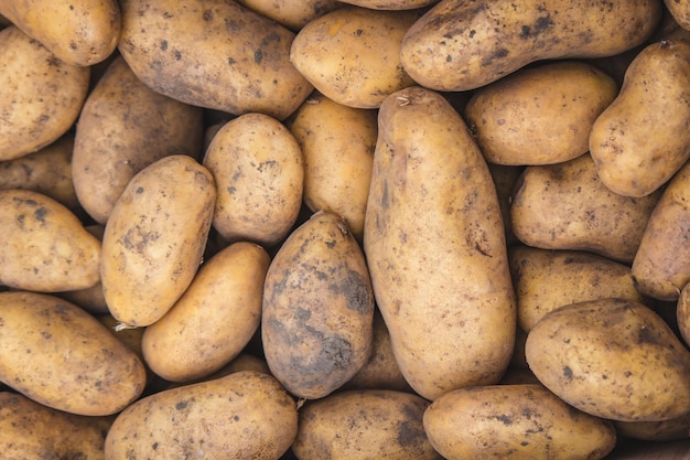 Frisch gepflückte Kartoffeln Ernte auf dem Hof