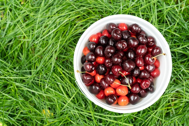 Frisch gepflückte Kirschen in einem Korb im Garten