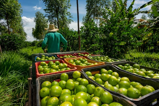 Frisch gepflückte Limetten in Kisten verpackt, bereit für den Transport in einem kleinen Traktor