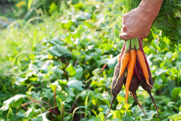 Frisch gepflückte Rote Beete und Karotten